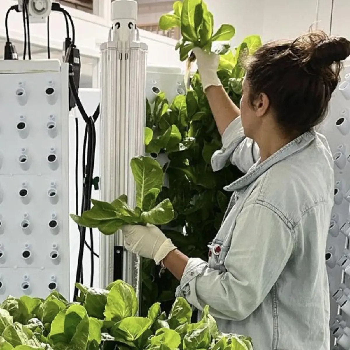 Everyone is a farmer