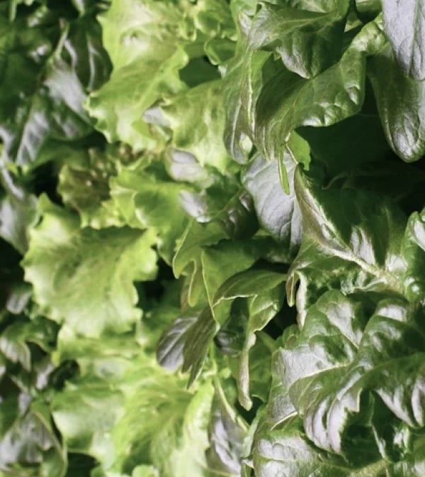 Commercial Growers
