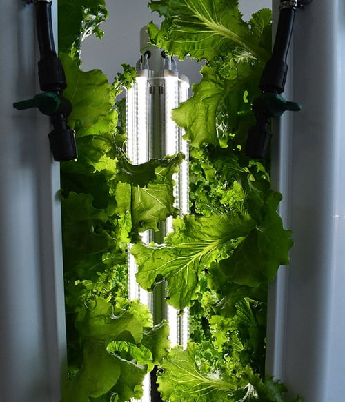 Lettuce-Peaking-Out-of-Flex-Farm4