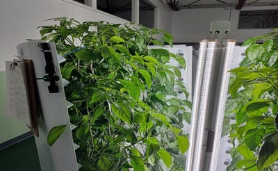 Nourish-Bridgeport-Shishito-Peppers-1-copy-scaled