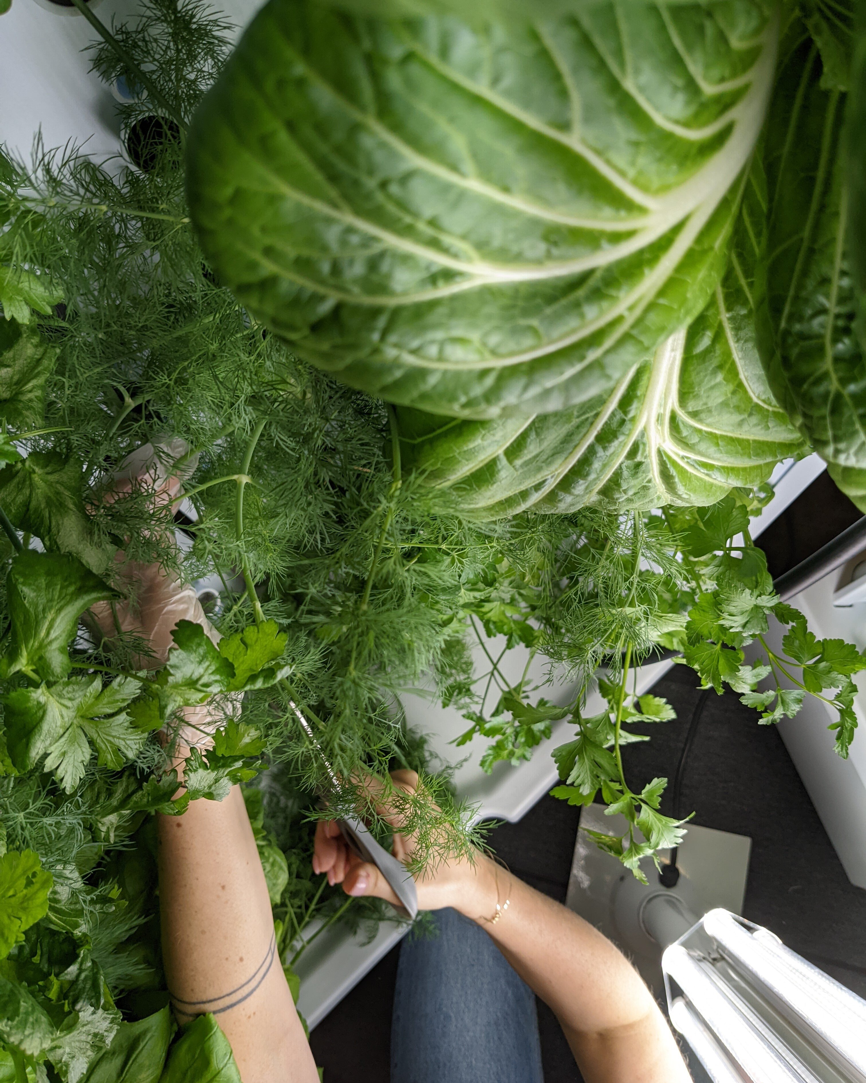 flex-farm-harvest-greens