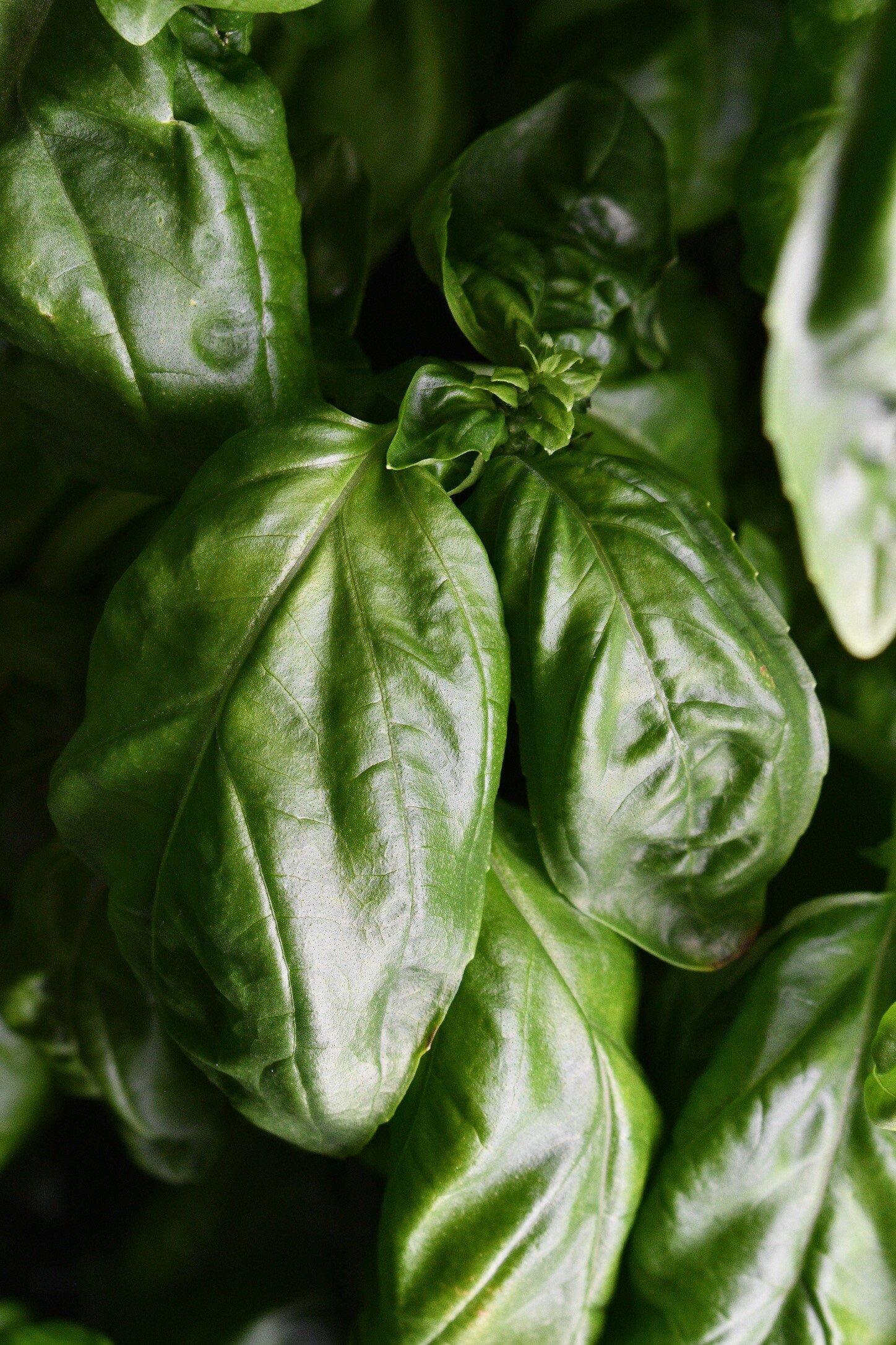 Basil in Flex Farm