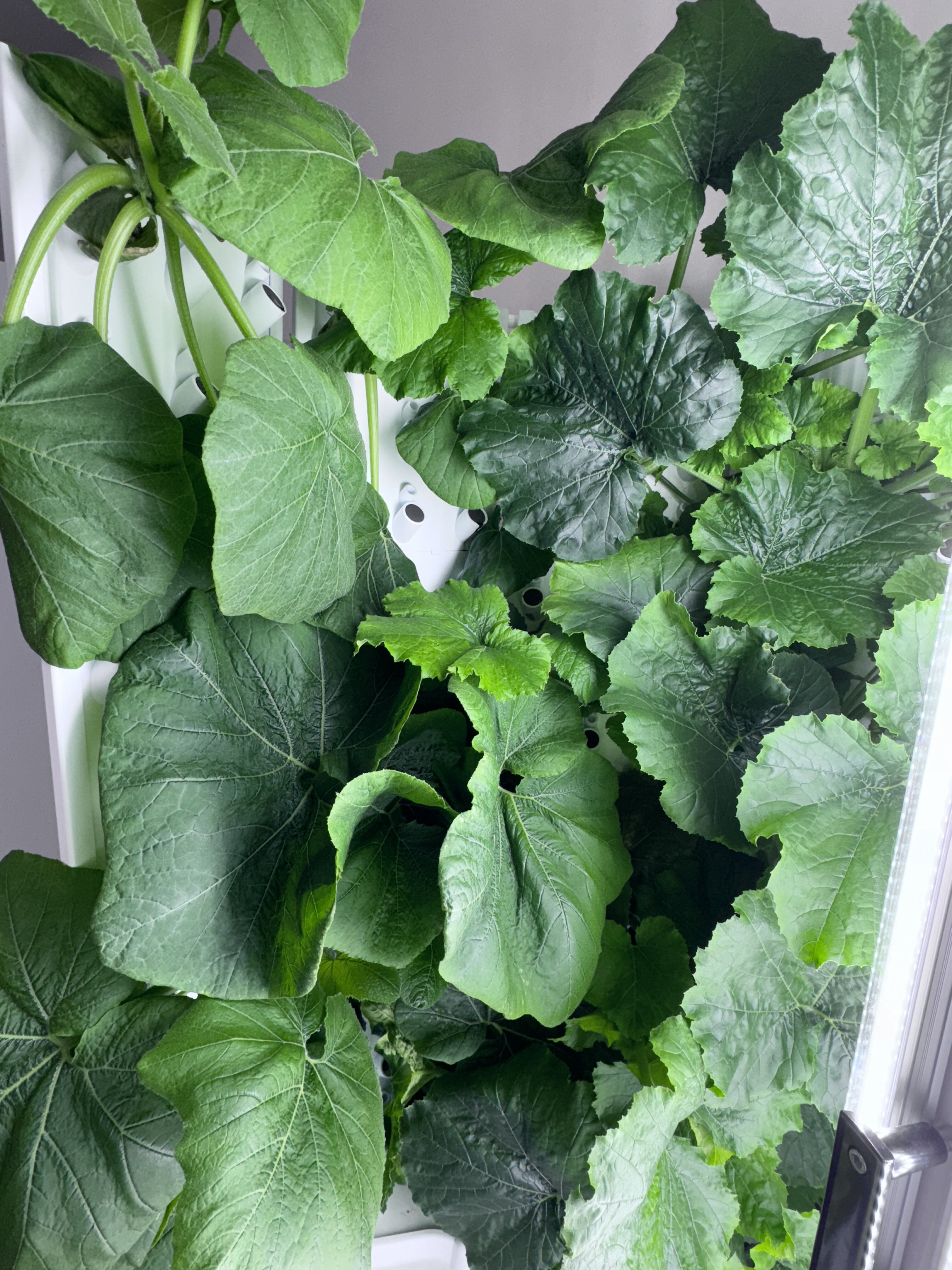 Fall Harvest: Variety To Grow In Fork Farms' Flex Farms With Hydroponics