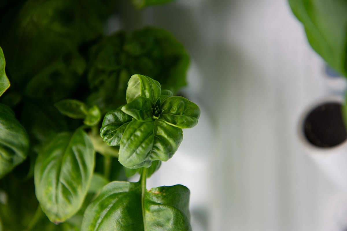 What is a Nutrient Formula and How is it Used in Hydroponic Growing?