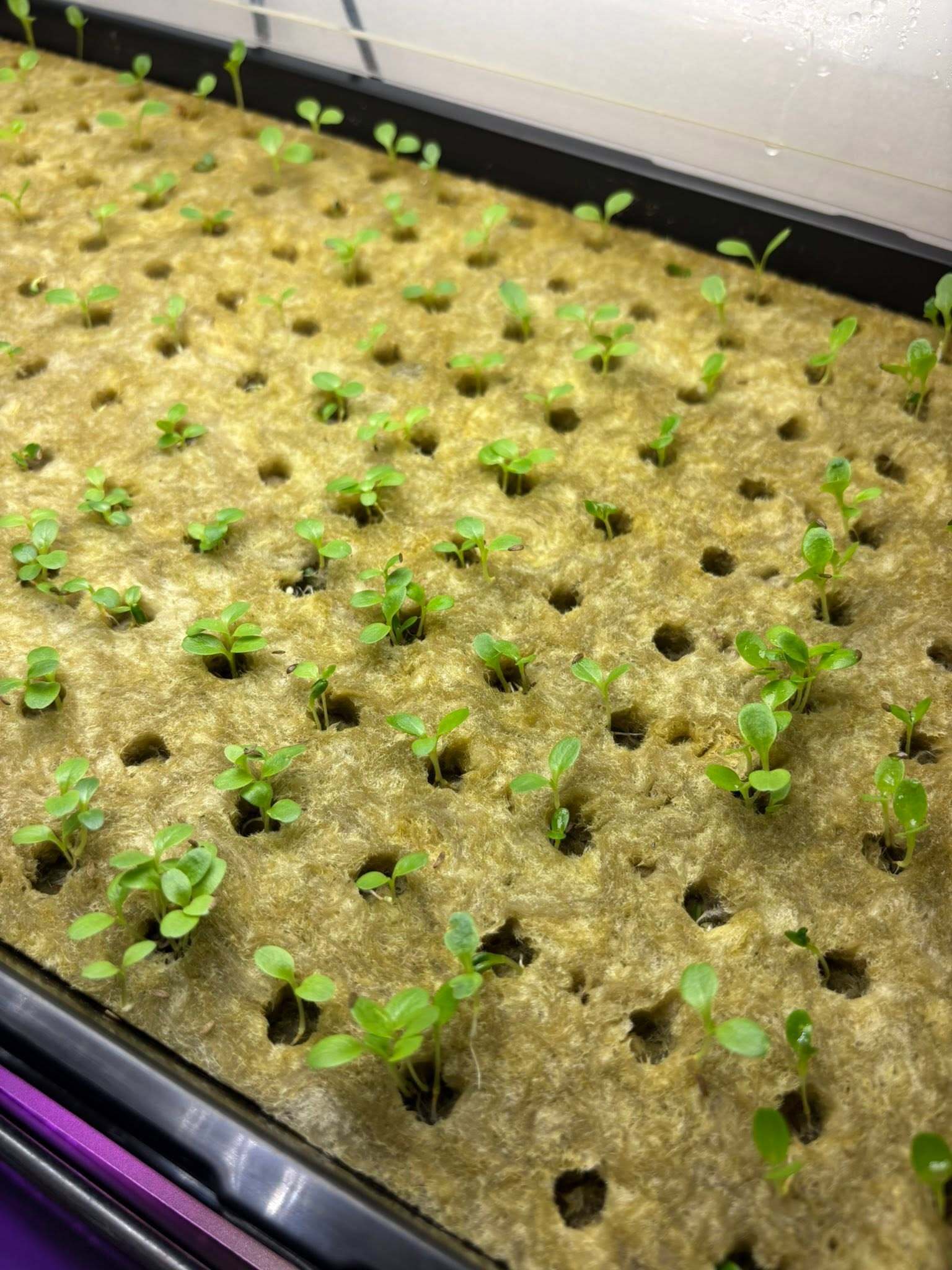 hydroponic2